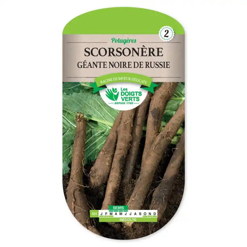Meilleur Prix Scorsonere geante de russie – graines 6g – les doigts verts