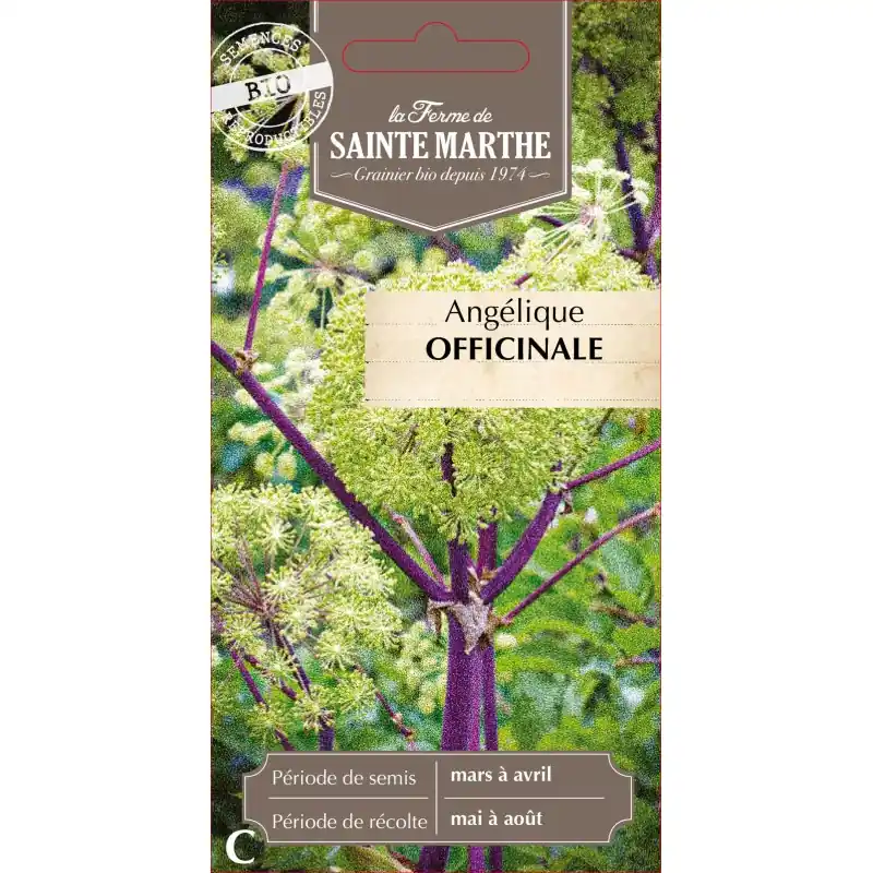 Angelique offinale bio – plante aromatique de la ferme sainte marthe – graines à semer Commander Vite