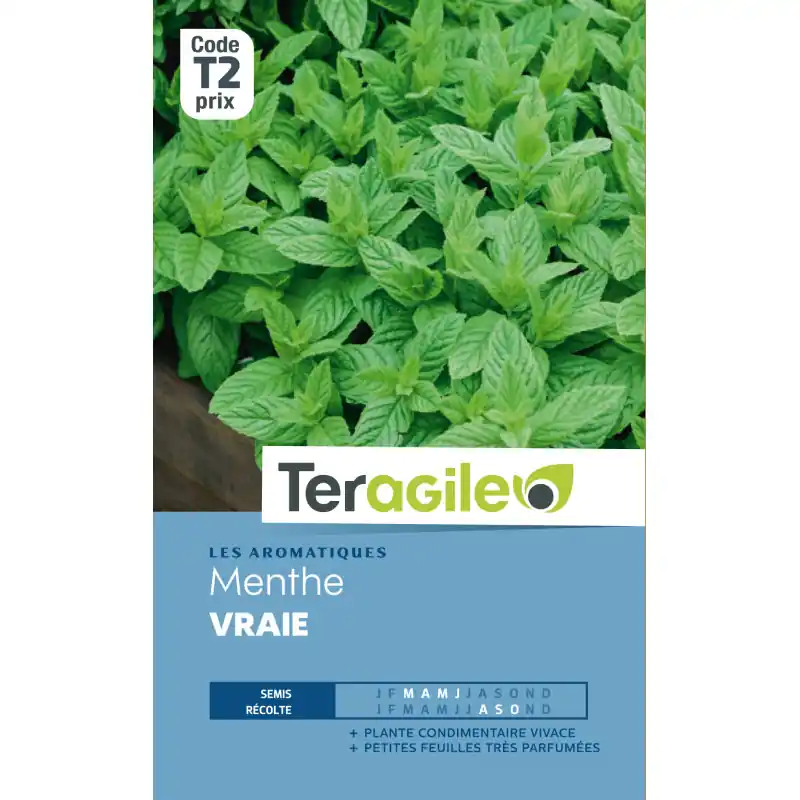 Nouvelle Collection Menthe vraie t2 teragile