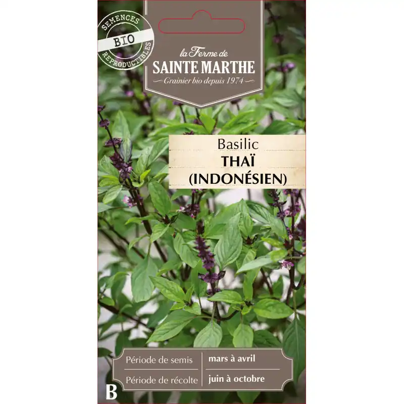 Jusqu&rsquo;à Épuisement Des Stocks Basilic thaï bio sainte marthe – herbes aromatiques saveurs exotiques – graines à semer
