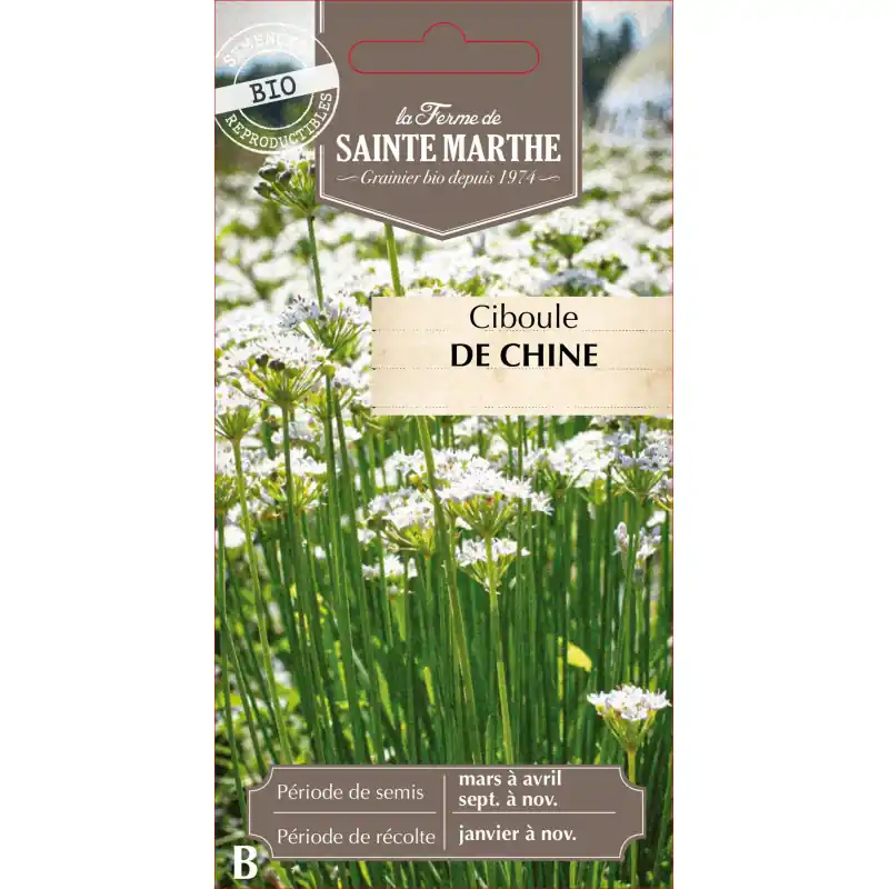 Ciboule de chine bio de la ferme sainte marthe – graines à semer Dernier Modèle