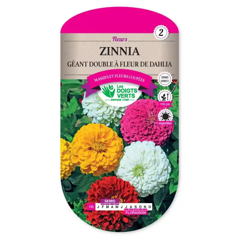 Zinnia geant double fl.dahlia – graines 2g – les doigts verts Usine Directe