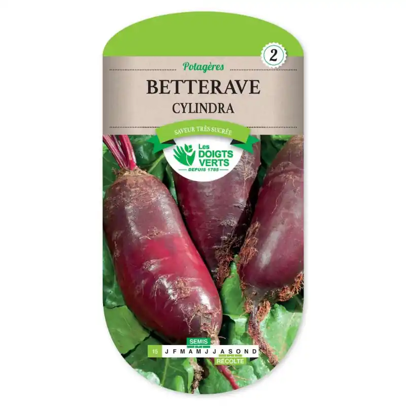 Betterave cylindra – sachet de graines 7g – les doigts verts Nouvel Arrivage
