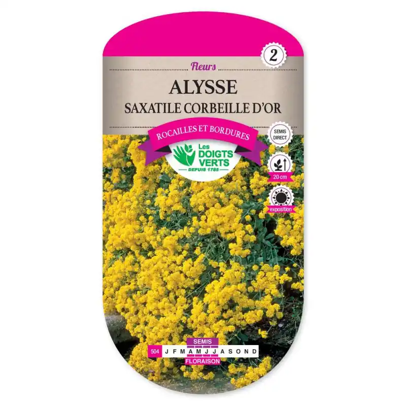 Quantité Limitée Alysse saxatile corbeille d‘or – graines 0,8g – les doigts verts