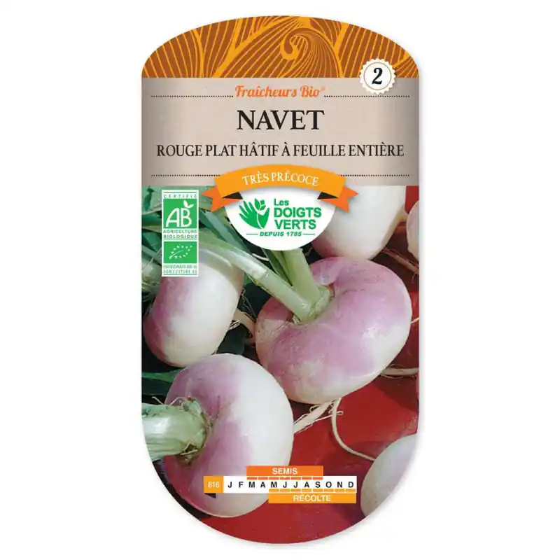 Navet rouge plat hatif bio – graines 2g – les doigts verts Livraison Express