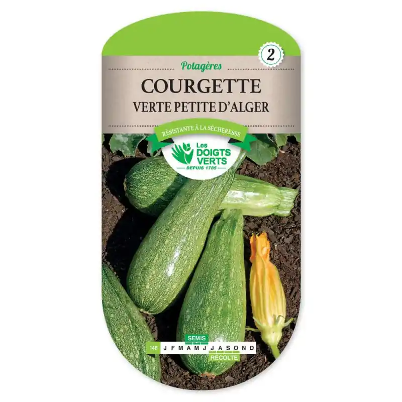 Courgette verte petite d‘alger – graines 6g – les doigts verts Petit Prix