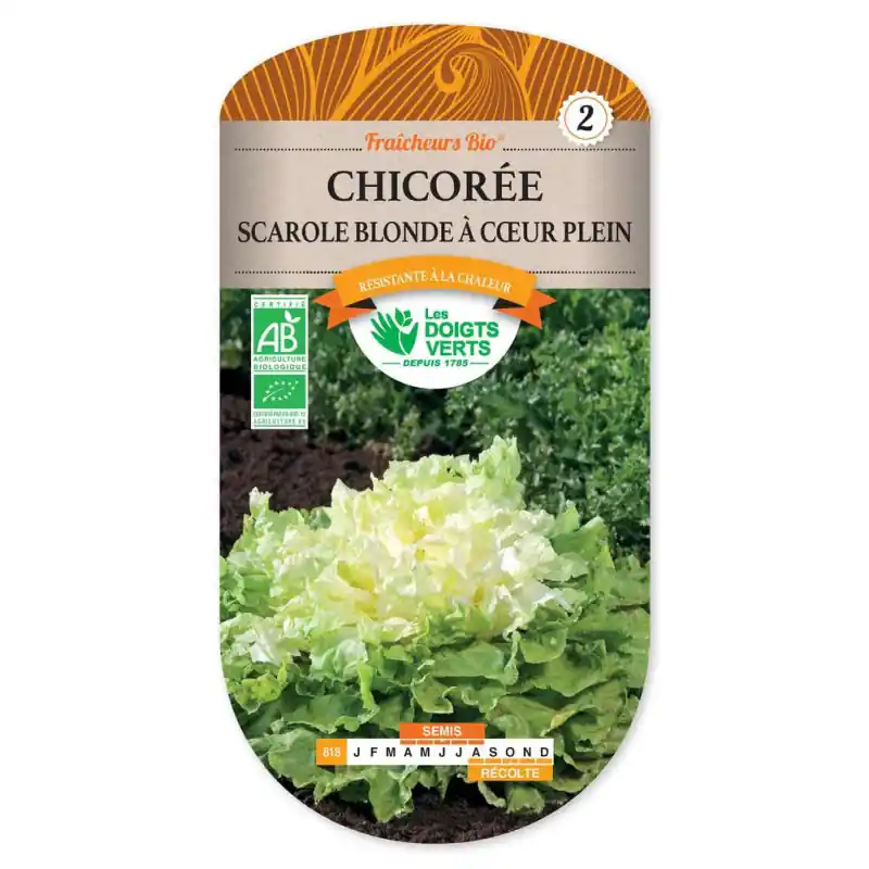 Chicoree scarole blonde c.pl bio – graines 3g – les doigts verts Commande En Gros