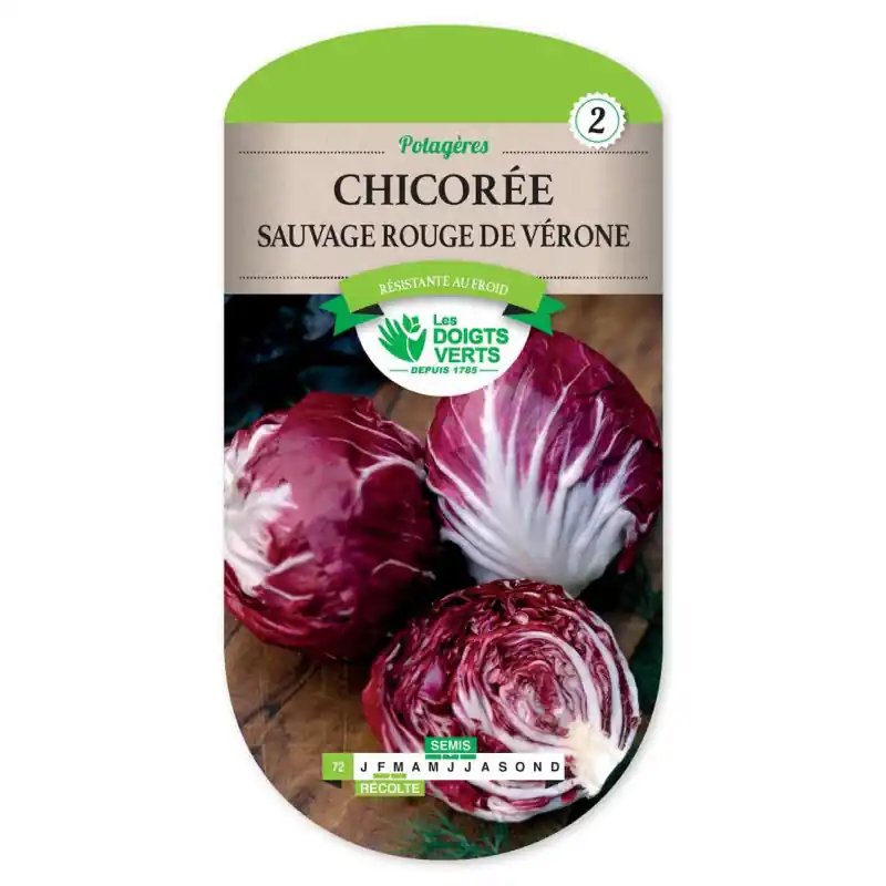 Chicoree sauv.rouge de verone – graines 6g – les doigts verts Prix Cassé