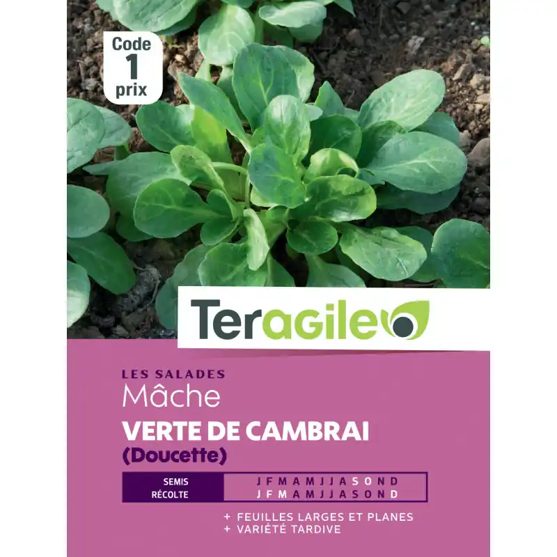 Affaire À Saisir Mache verte de cambrai t1 teragile