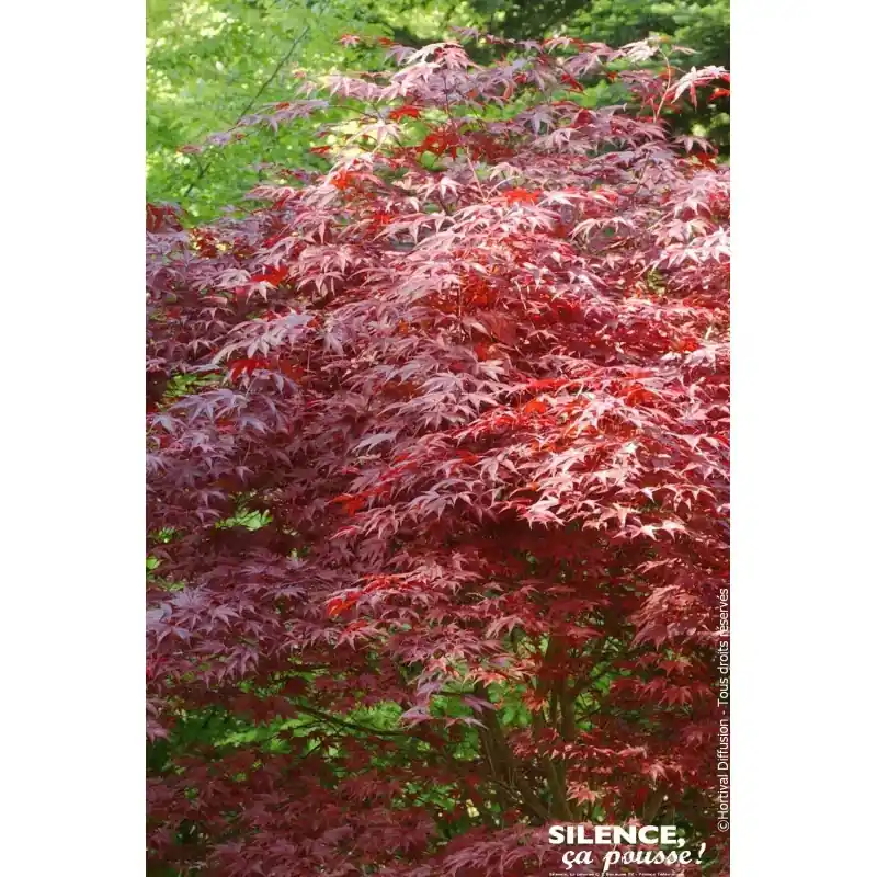Offre Exclusive Erable du Japon Atropurpureum 80cm