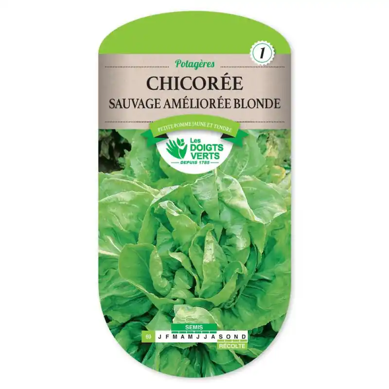 Chicoree sauv.amel blonde – sachet de graines 8g – les doigts verts Seulement Aujourd&rsquo;hui