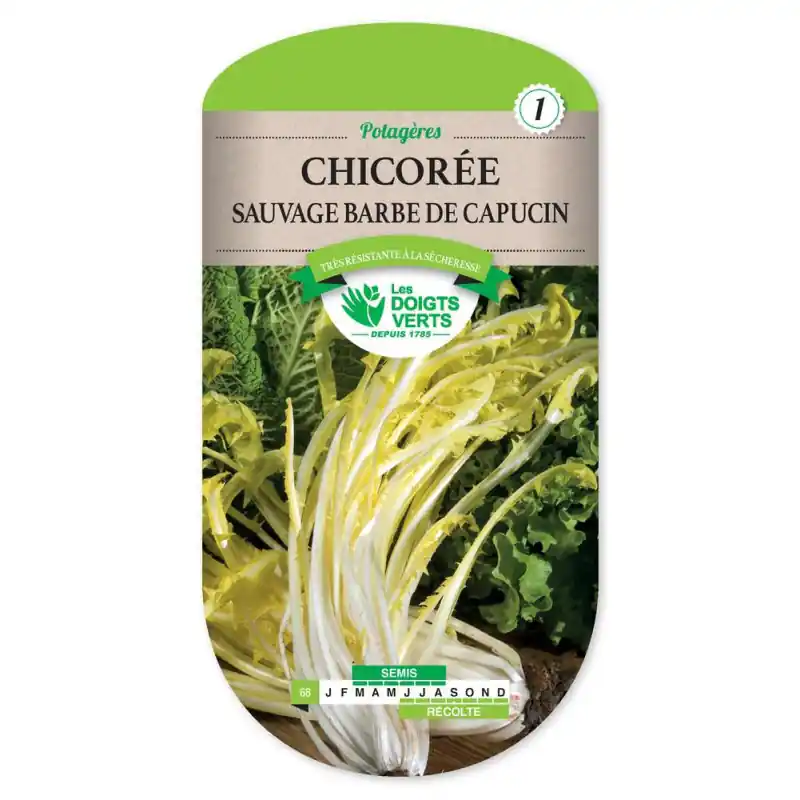 Chic.sauv.amere barbe de capucin – graines 8g – les doigts verts Expédié Aujourd&rsquo;hui