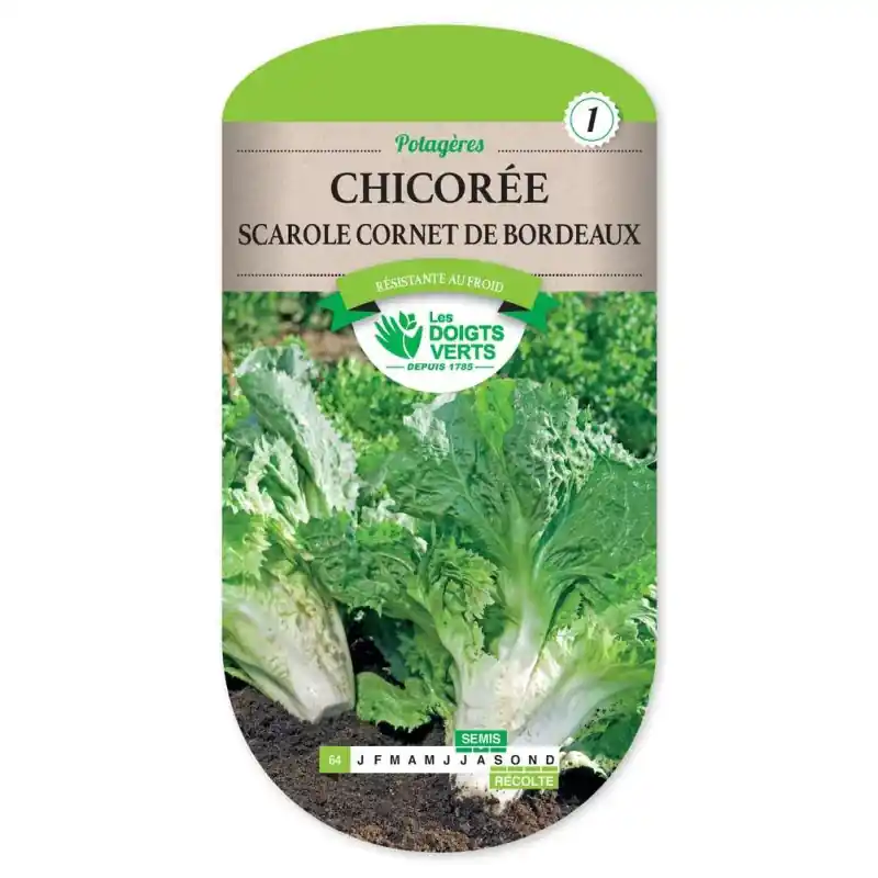Prix Cassé Chicoree scar.en cornet bordeaux – graines 4g – les doigts verts