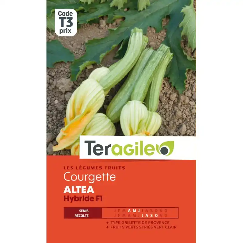 Courgette altea hybride f1 4,00 g Pas Cher