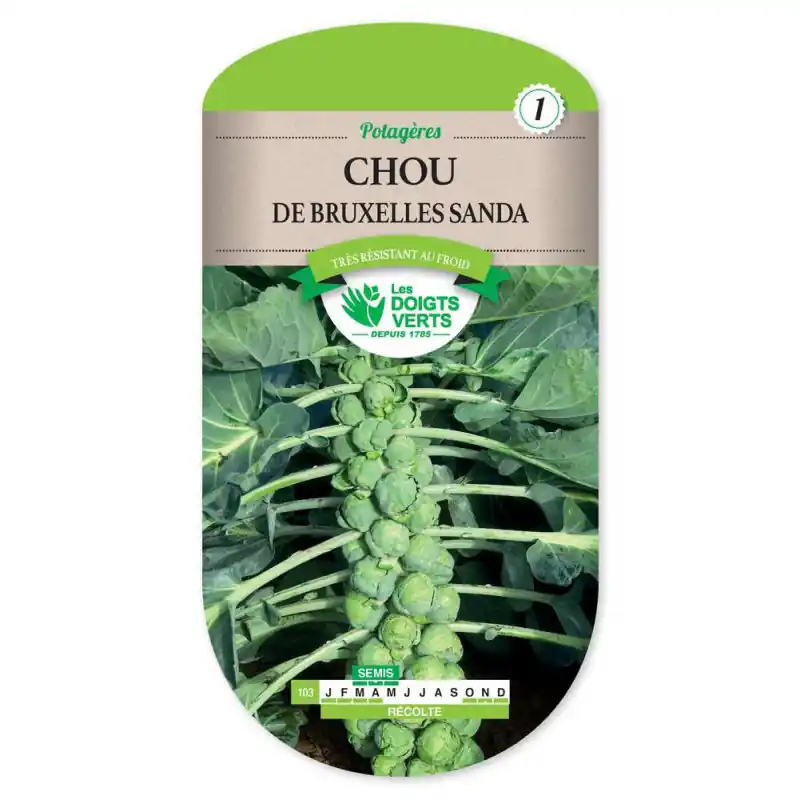 Chou bruxelles sanda – sachet de graines 3g – les doigts verts Meilleur Choix