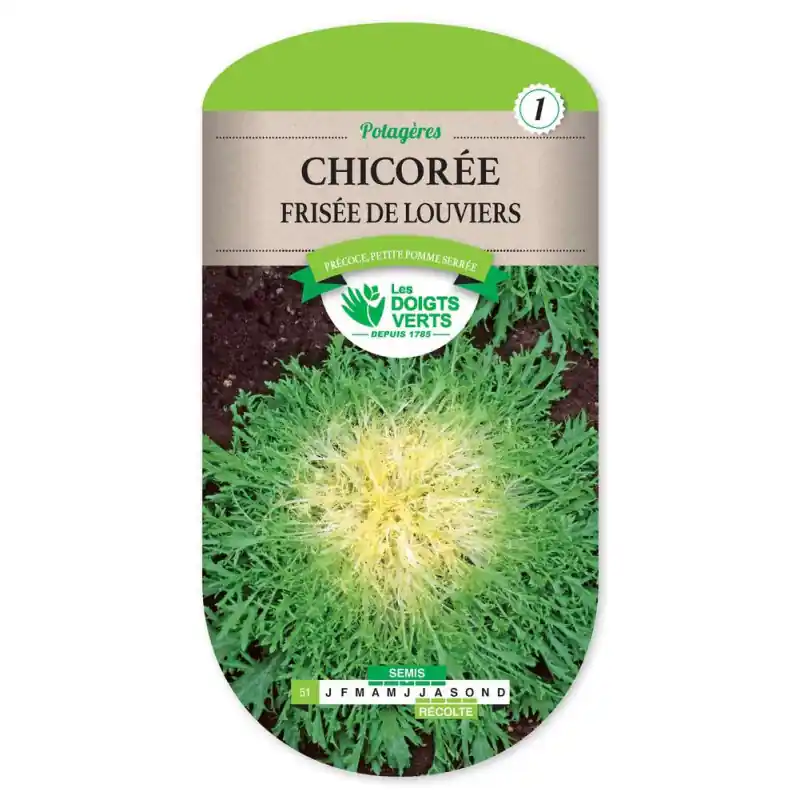 Produit De Marque Chicoree frisee fine de louviers – graines 3g – les doigts verts
