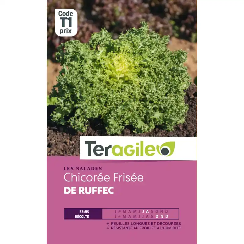 Livraison Express Chicoree frisee de ruffec t1 teragile