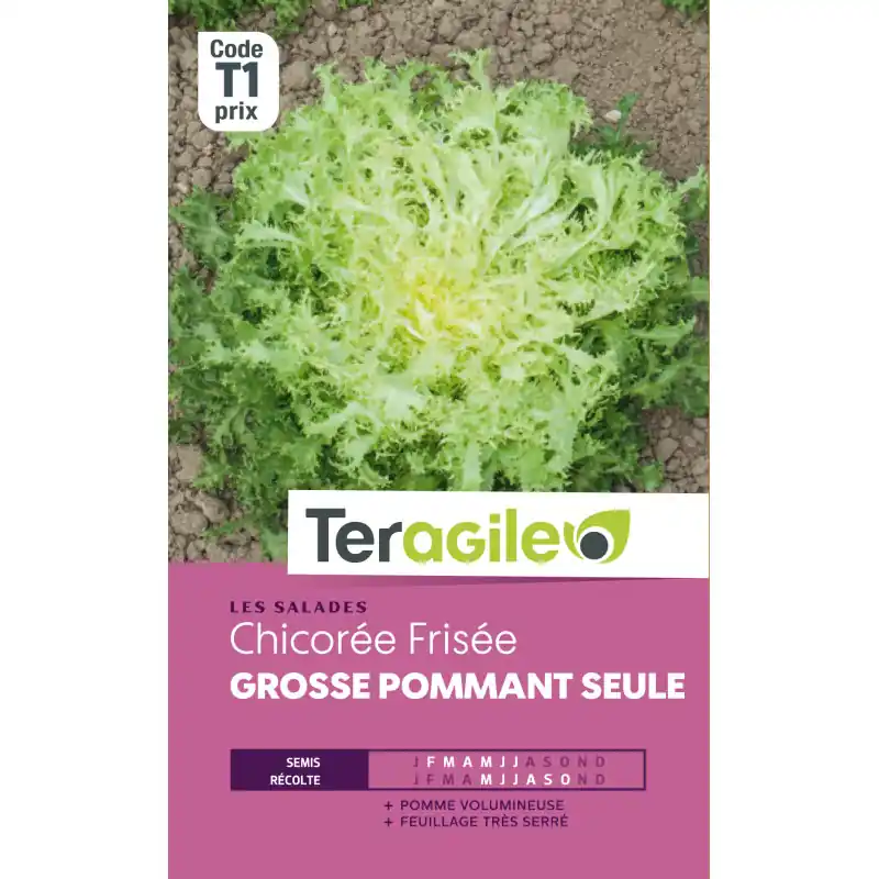 /Chicoree frisee gs pommant seul t1 teragile Must-Have