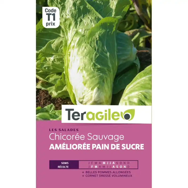 Chicore pain de sucre t1 teragile Nouveauté