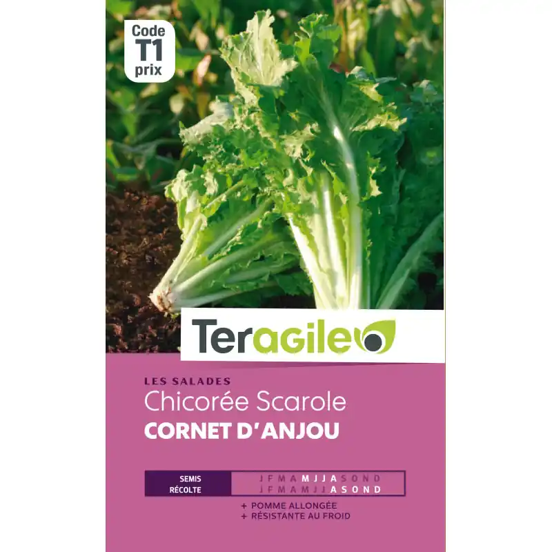Chicoree scarole cornet anjou t1 teragile Dernier Modèle