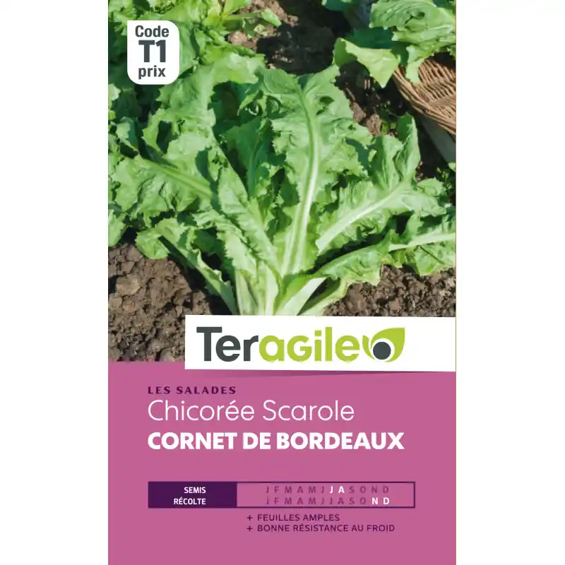 Seulement Aujourd&rsquo;hui Chicore scarol cornet bordeaux t1 teragile