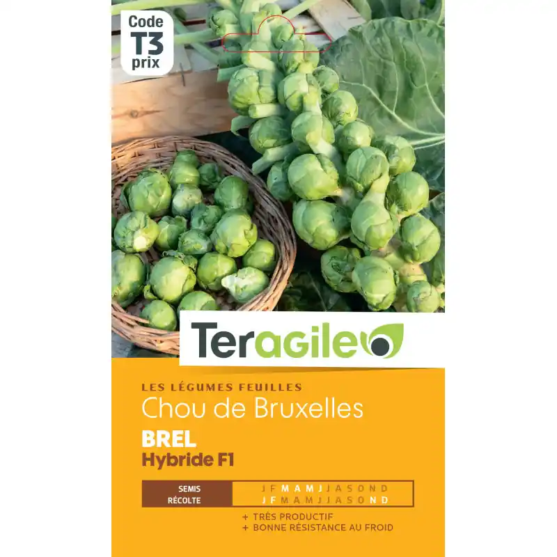 /Chou de bruxelles brel hybride f1 0,4 g Livraison Express