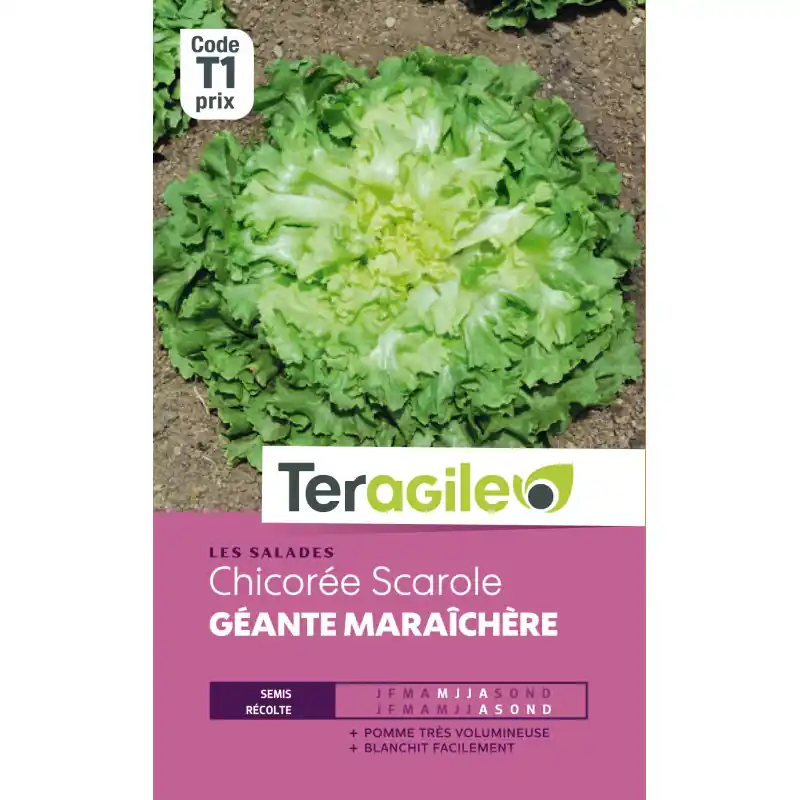 Chicoree scarole gte maraich, t1 teragile Marque