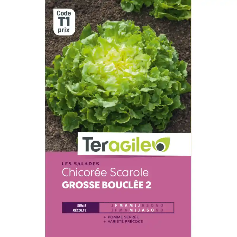 Bon Plan Chicoree scarolegrosse bouclee t1 teragile