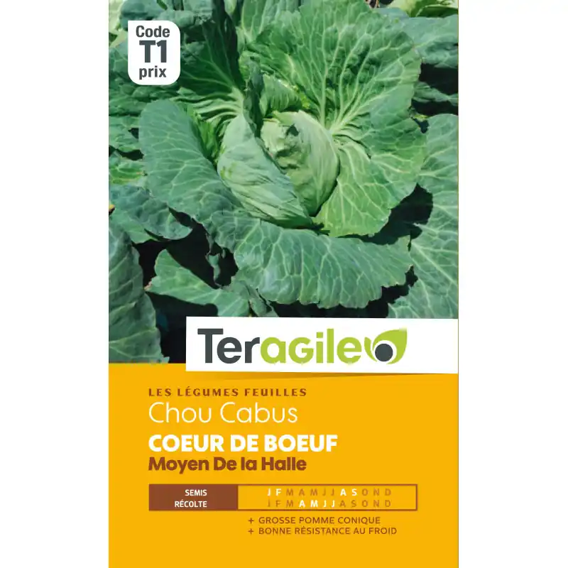 Chou cabus coeur de boeuf/halle t1 teragile Usine Directe