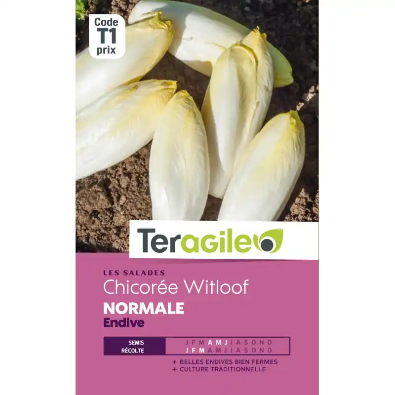 Super Prix Chicoree witloof t1 teragile