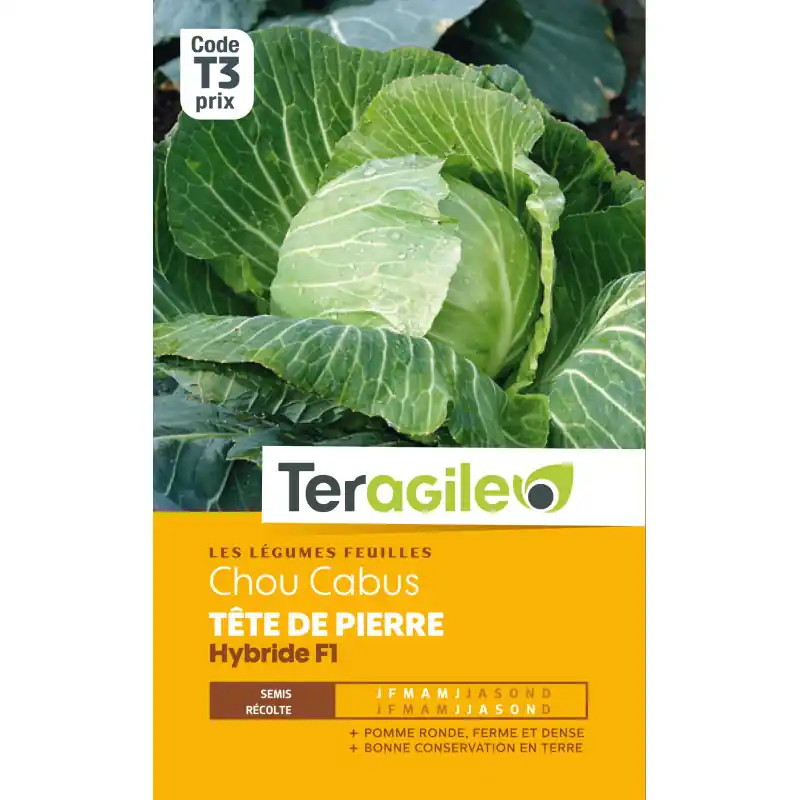 Chou pomme steenkop hybride f1 160 graines Dernière Chance