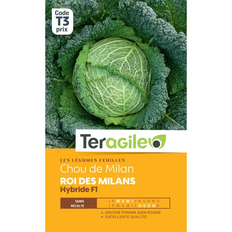 Remise Chou de milan roi des milans hybride f1 140 grai