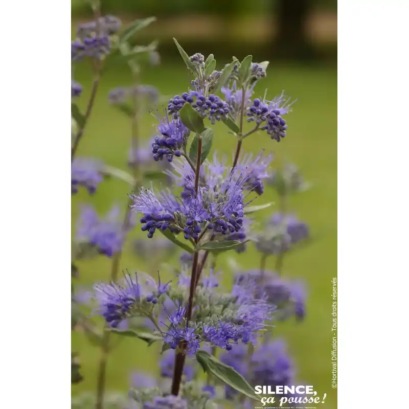 Barbe bleue Heavenly Blue 80cm Silence ca pousse Prix Bas