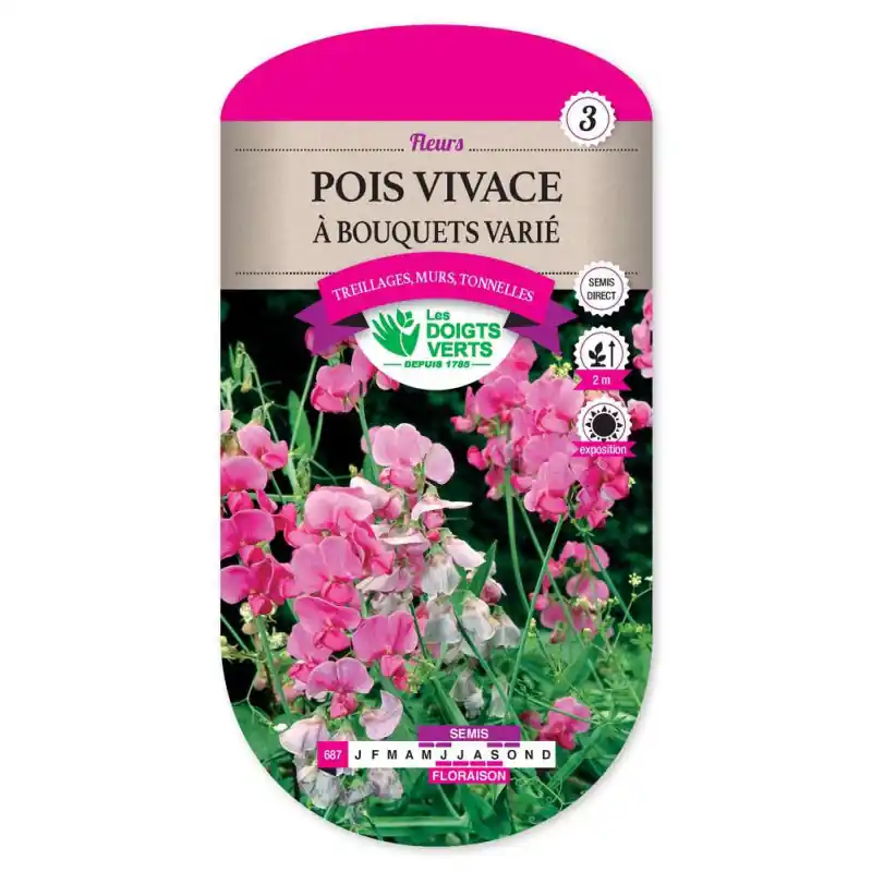 Pois vivace a bouquet varie – graines 2,5g – les doigts verts Offre Exclusive