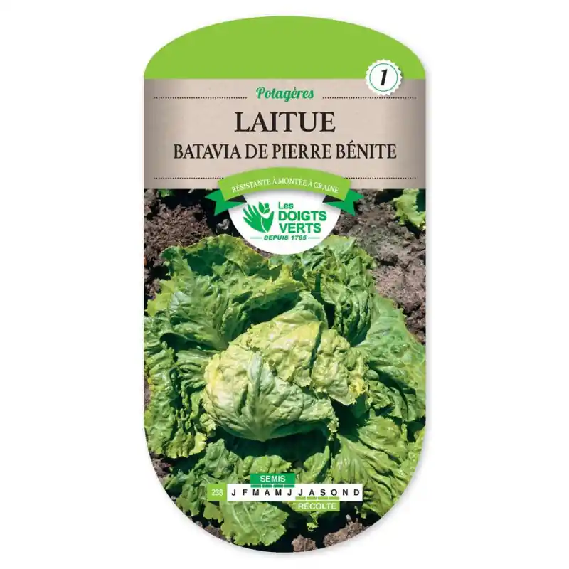 Top Vente Laitue batavia pierre benite – graines 4g – les doigts verts
