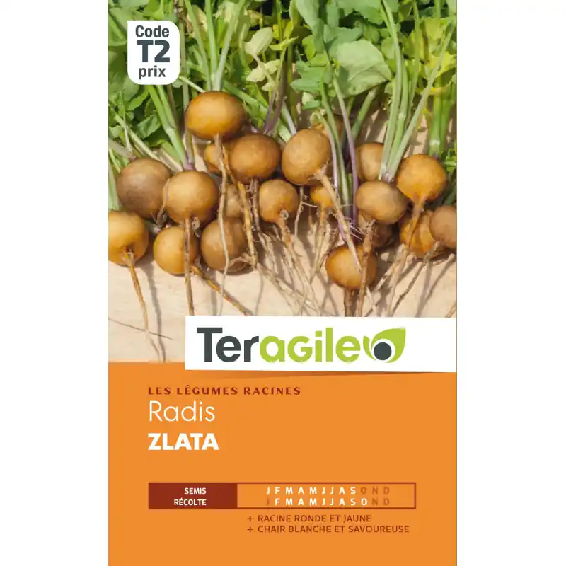 Radis zlata t2 teragile Nouveauté