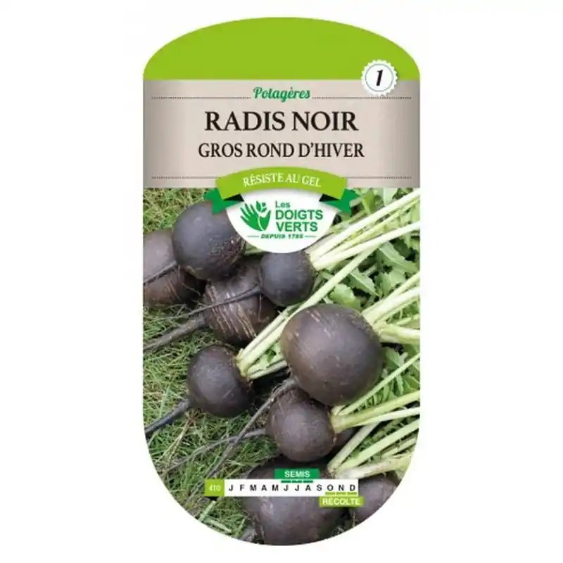 Radis noir gros rond d‘hiver – graines 8g – les doigts verts Nouvelle Collection