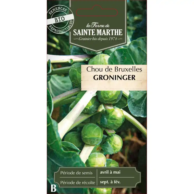 Chou de bruxelles bio groninger – légumes sains de sainte marthe – graines à semer Achat Immédiat