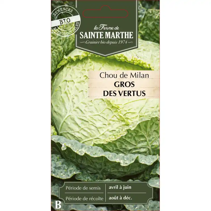 Chou milan gros bio aux vertus exceptionnelles – sainte marthe – graines à semer Pas Cher