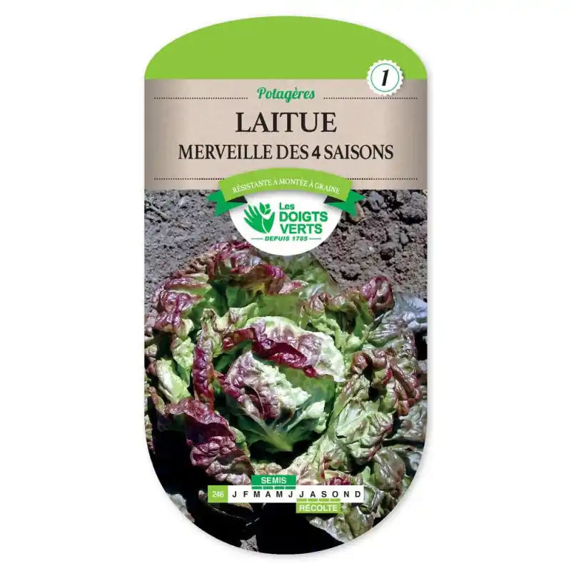 Nouvelle Collection Laitue merveille des 4 saisons – graines 3g – les doigts verts
