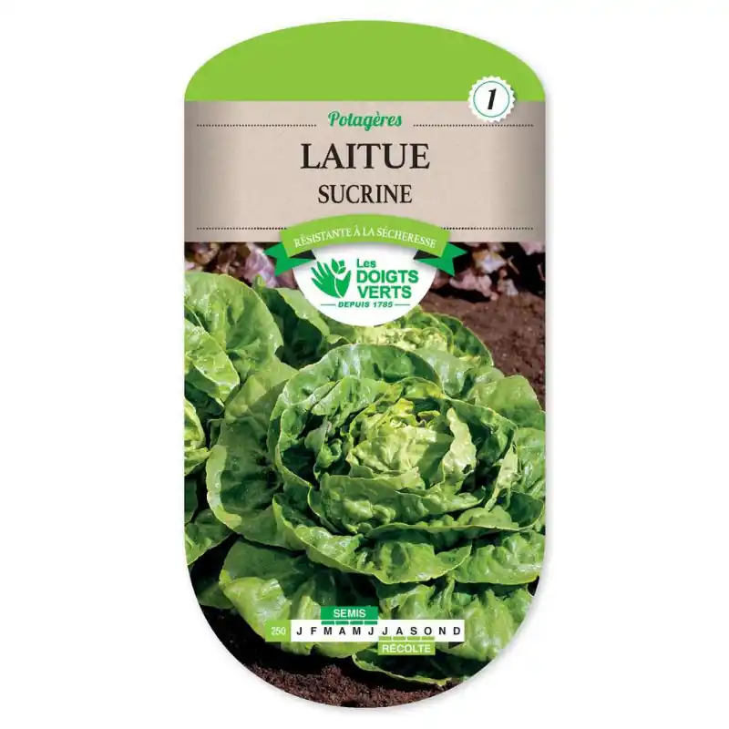 Laitue sucrine – sachet de graines 4g – les doigts verts Top Vente