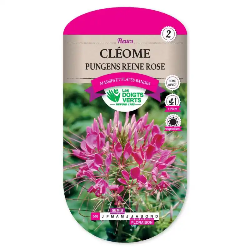 Cleome pungens reine rose – sachet de graines 2g – les doigts verts Réduction