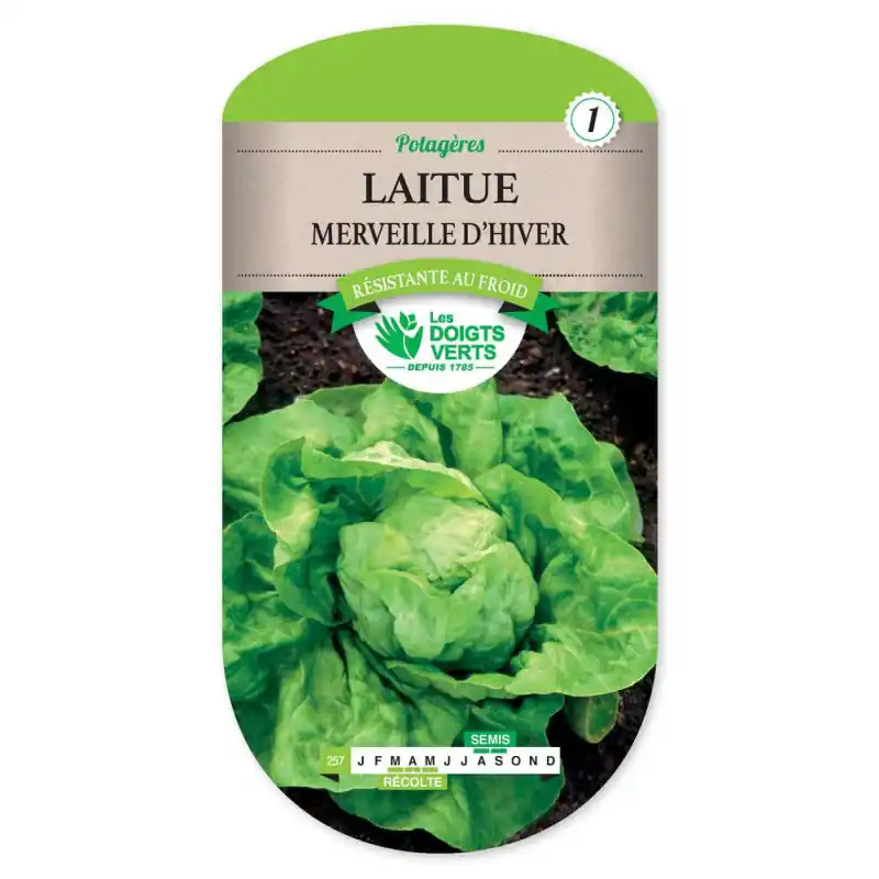 Pas Cher Laitue merveille d‘hiver – sachet de graines 4g – les doigts verts