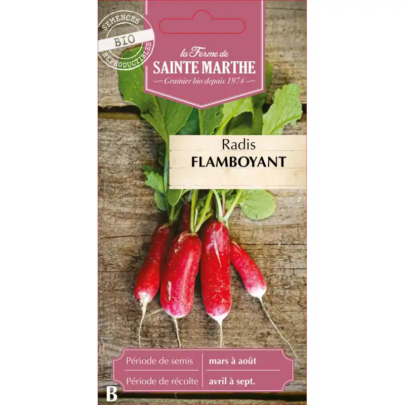 Radis flamboyant bio patricia sainte marth – légume frais et savoureux – graines à semer Authentique
