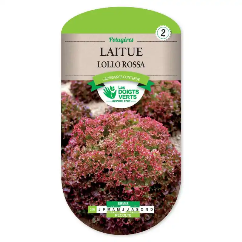 Laitue frisee hiver lollo rossa – graines 4g – les doigts verts Bon Marché