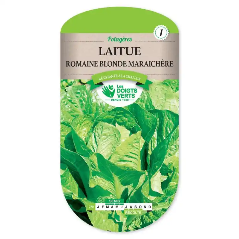 Nouveauté Laitue romaine blonde maraichere – graines 3g – les doigts verts