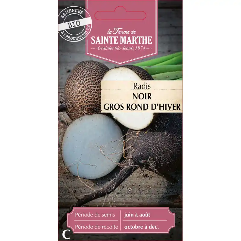 Radis rave noir gros d‘hiver sainte marthe bio 500g – graines à semer Nouveauté