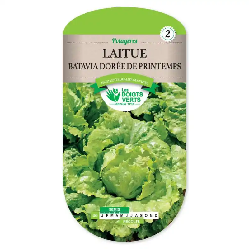 Laitue batavia doree printemps – graines 3g – les doigts verts Offre Limitée