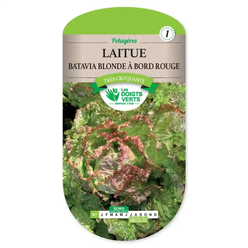 Laitue bat.blonde bord rouge 5 – graines 4g – les doigts verts Bon Plan