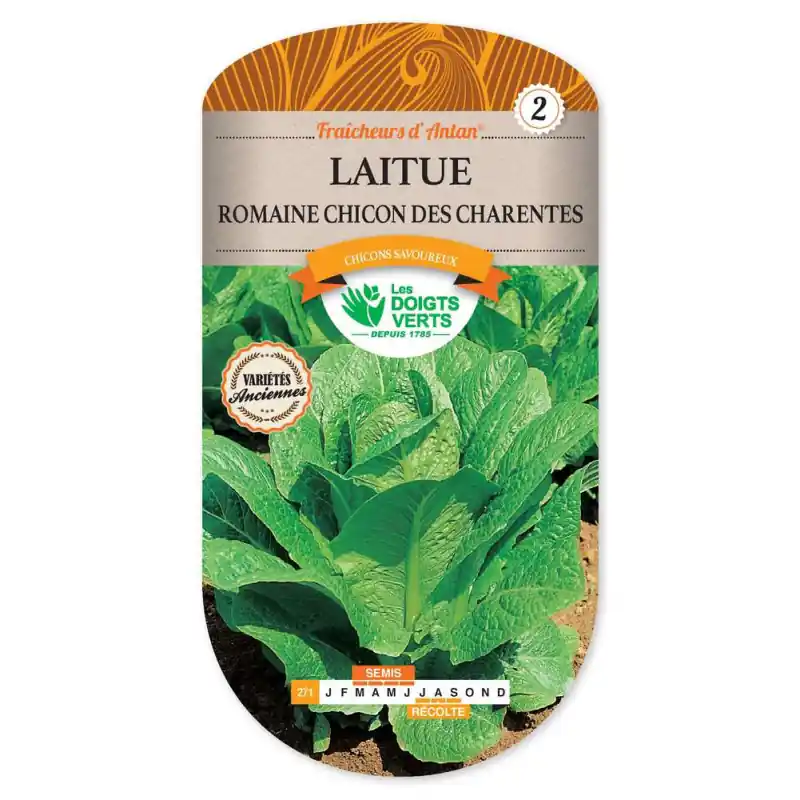 Laitue romaine chicon charentes – graines 4g – les doigts verts Nouveauté
